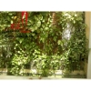 Cho thuê villa quận 1, mặt tiền đường Đặng Dung, giá: 4.500$