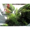 Cho thuê Villa Quận Phú Nhuận, đường Trần Cao Vân. Giá : 1.600 usd/ tháng.