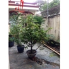 cần cho thuê nhà nguyên căn góc 2 mặt tiền đường huỳnh đình hai quận bình thạnh, giá cho thuê:70tr/tháng