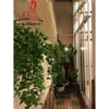 cho thuê biệt thự nguyên căn hẽm đường phan kế bính , phường dakao quận 1, giá cho thuê:2200$/tháng