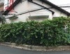 cho thuê villa mini đường đỗ quang, phường thảo điền quận 2