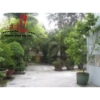 cho thuê biệt thự mini đường ung văn khiêm , quận bình thạnh giá cho thuê:17tr/tháng