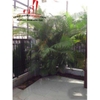 cần cho thuê biệt thự phố đường trúc đường. phường thảo điền quận 2, gía 1300$/tháng