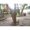 Cho thuê Villa kiểu Pháp Quận Phú Nhuận, hẻm xe tải đường Nguyễn Kiệm. Giá : 40 triệu/tháng.