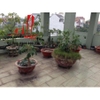 cần cho thuê nhà nguyên căn khu dân cư  Sông Giồng quận 2