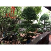 cho thuê villa mini phường thảo điền , quận 2, gía cho thuê:30/tháng