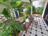 cho thuê villa quận tân bình  , khu sân bay đường sông thương giá 60tr/tháng