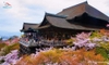 tour-nhat-ban-mua-hoa-anh-dao-2023-tokyo-hakone-nagoya-kyoto-osaka