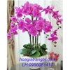 Hoa lan hồ điệp cao su tím