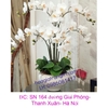 Hoa lan cao su trắng