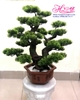 Cây tùng bonsai 4