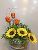 Hướng dương xen hoa tulip - HCB206