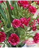 Hoa cẩm chướng mẫu 6 - HC247