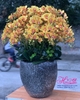 Hoa giả-Chậu hoa lan hồ điệp vàng cam