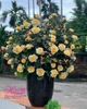 Hoa giả-Chậu hoa hồng vàng