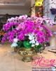 Chậu hoa lan cao su