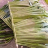 PALM LEAVES SHEETS