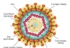 Hệ thống marker của virus HBV – Ý nghĩa chẩn đoán và điều trị