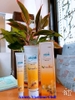 Combo 5 tuýp Kem đánh răng sạch khuẩn và ngừa sâu răng vượt trội chiết xuất từ keo ong  - Atomy Propolis toothpaste 200gram  - 애터미 치약 플러스 200g - Атоми Зубная Паста Набор
