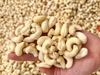 Hạt Điều sấy Nguyên vị hộp 500gr