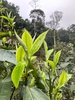 BẠCH TRÀ BÚP TÂY CÔN LĨNH (Gói 100g)