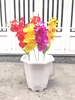 Chậu bát giác 39x23x39cm
