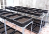 Khay mầm trồng rau nhỏ 65x42x16H cm