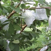 Xốp bọc ổi