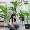CÂY THIẾT MỘC LAN (CÂY GIẢ)