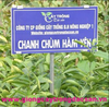 Chanh Chùm Hàm Yên