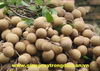 Cây Nhãn Lồng
