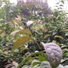 Xạ Đen