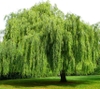 Cây Liễu Rủ