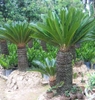 Cây Vạn Tuế