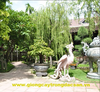 Cây Liễu Rủ