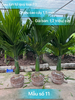 Cau lùn tứ quý