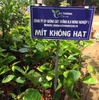 Mít Không Hạt