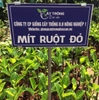 Mít Ruột Đỏ