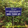 NHO THÂN GỖ TỨ QUÝ