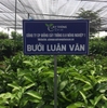 Bưởi Tiến Vua