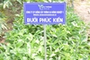 Bưởi Phúc Kiến