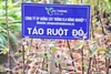 Táo Ruột đỏ