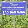 Táo Đào Vàng