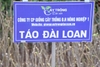 Táo Đài Loan F1