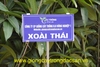 Xoài Thái Lan