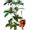 BẠCH VI
