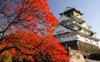 Tour mùa thu lá đỏ từ Osaka --> Kobe --> Kyoto --> Nagoya --> Phú sĩ --> Tokyo --> Vietnam. (6 Ngày 5 Đêm)