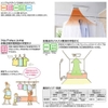 Máy sưởi kèm thông gió và sấy khô phòng tắm nội địa Nhật TOTO TYB3121AASV1