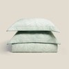 EPT26015 - Monstera