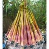 Măng đắng tươi Điện Biên./Kg